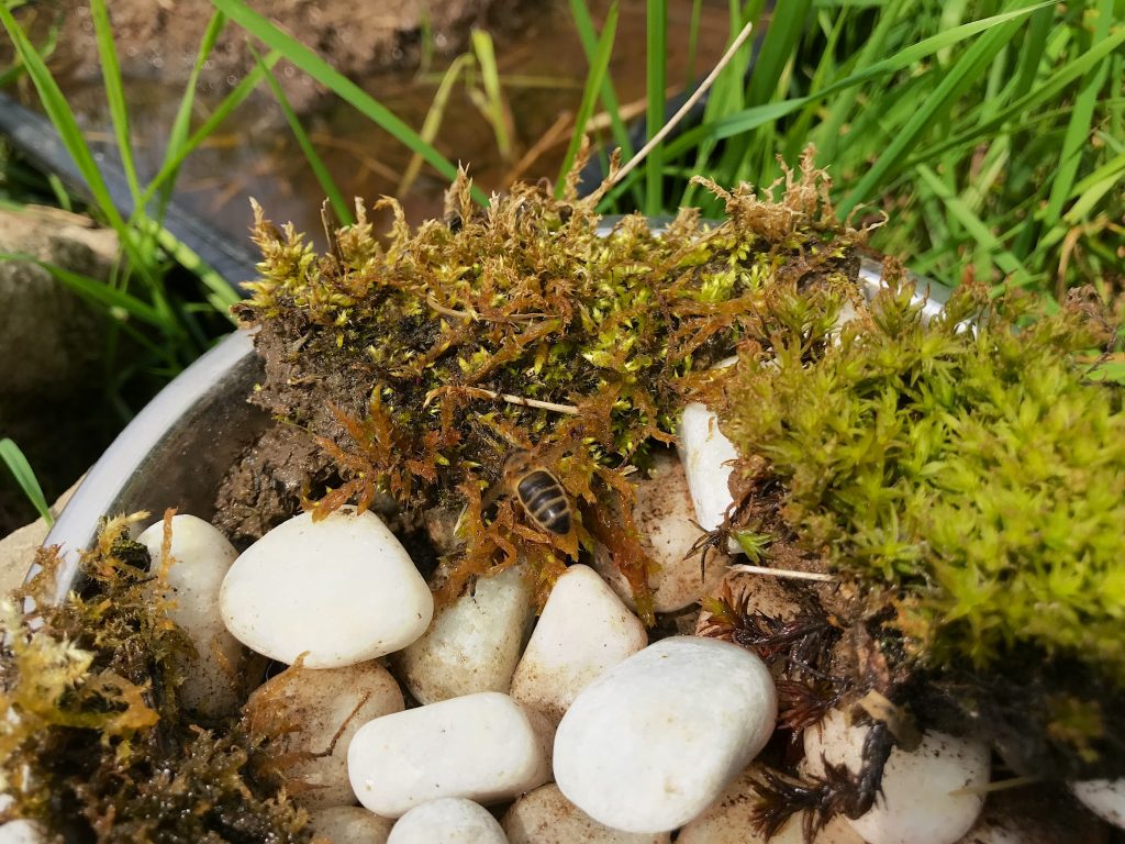 A bee pond I made in my old house before moving to Newcastle Emlyn.
